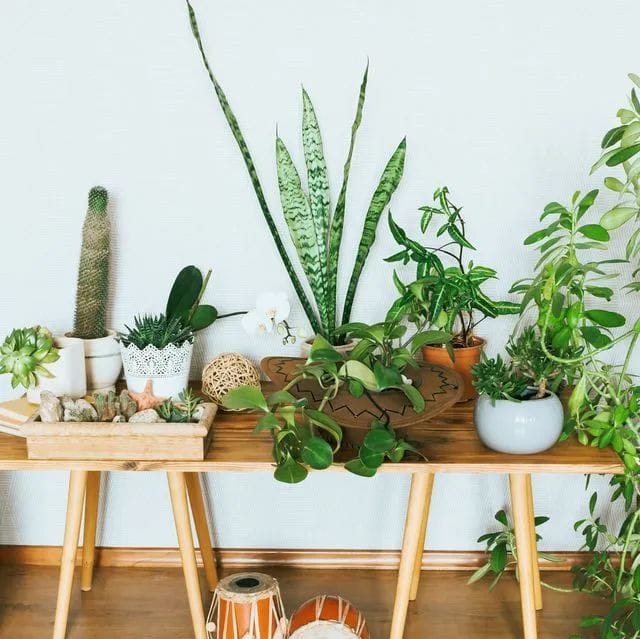 Изкуствени растения